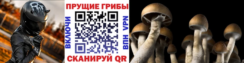 Псилоцибиновые грибы ЛСД  где продают   Поворино 